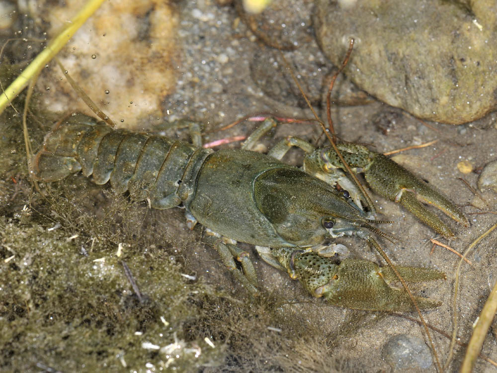 Austropotamobius pallipes o italicus?